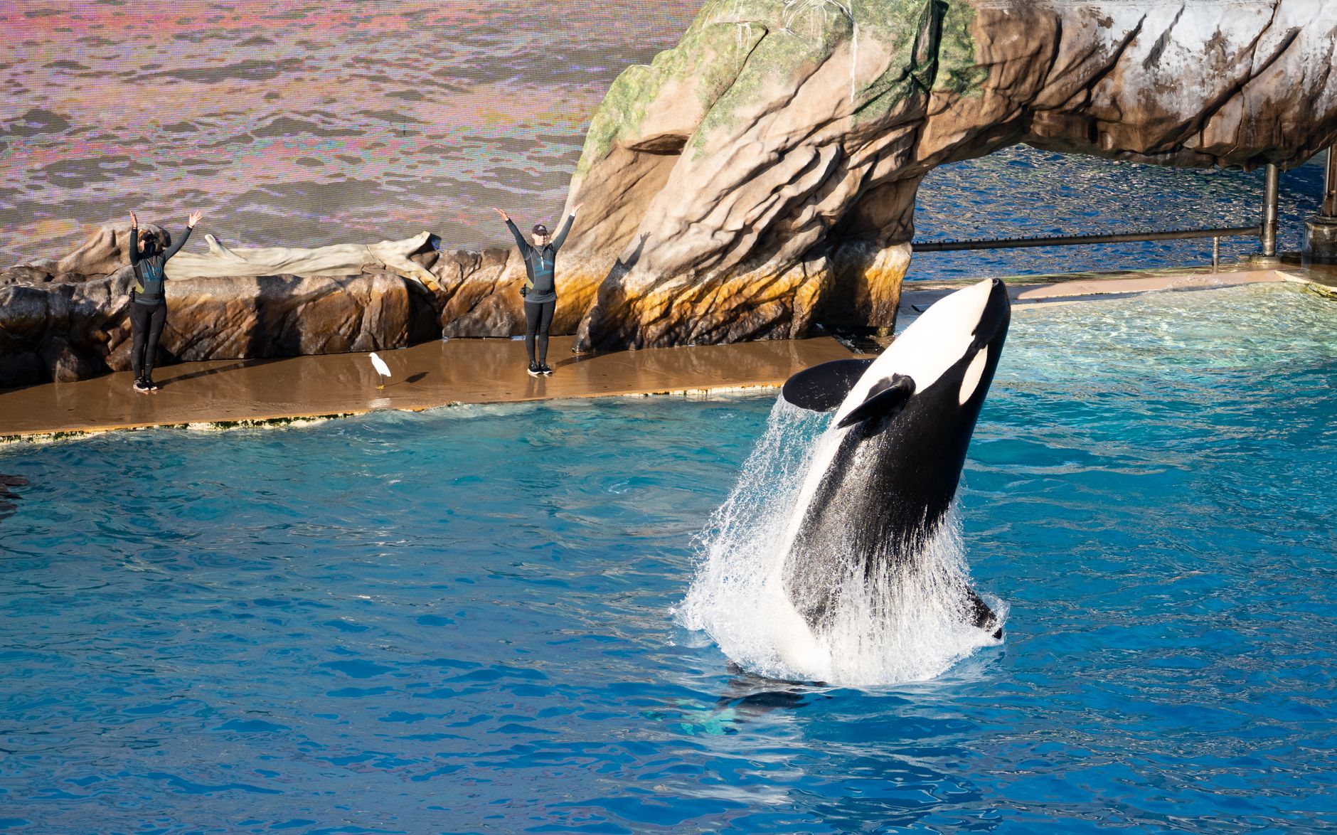 Spectacular orca whale show at SeaWorld San Diego with trainers in action.