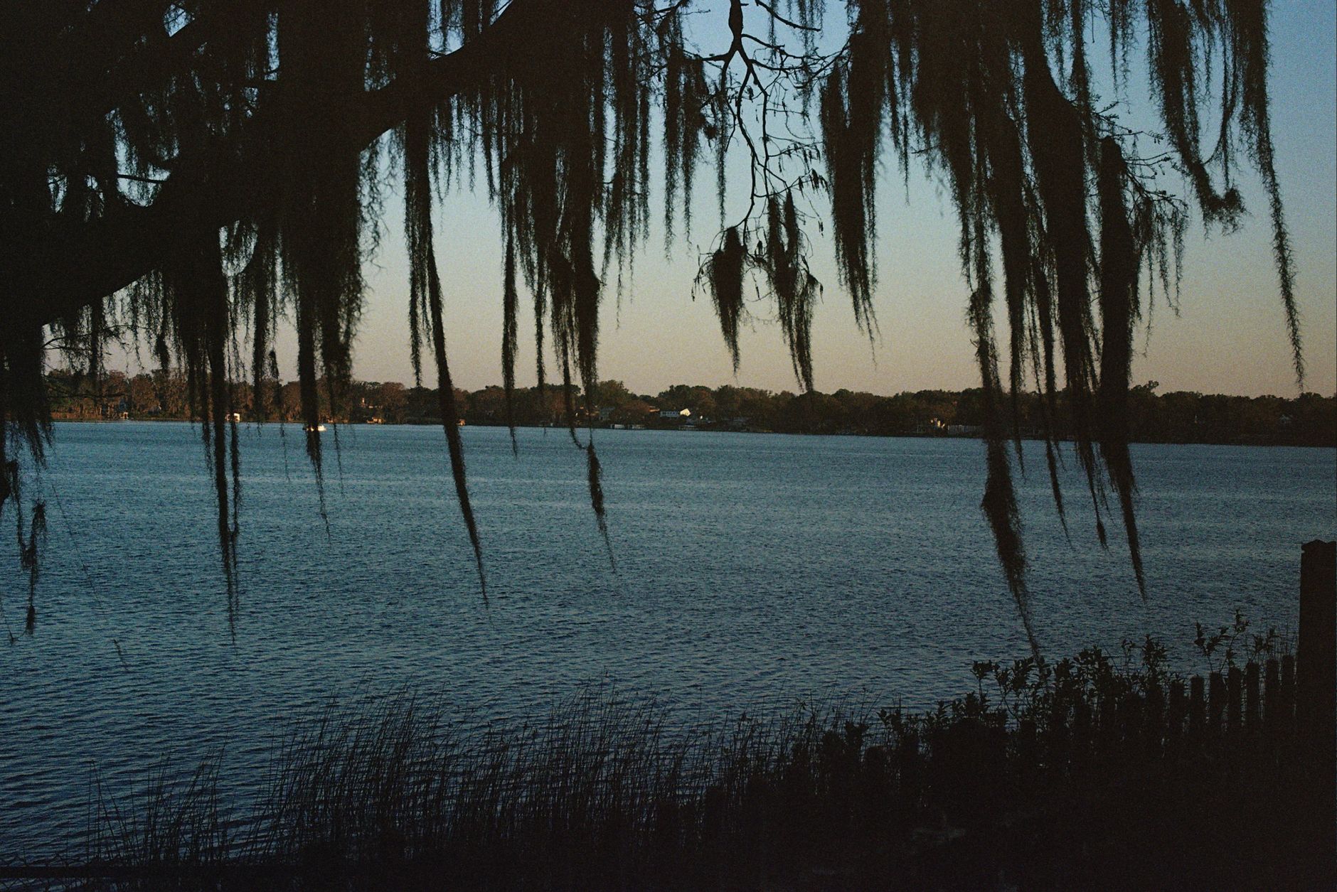 Peaceful scene of a lake with Spanish moss hanging from trees, captured at dusk in Winter Park, Florida.